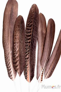 Panicule pauw paars - hoogte 45-55 cm - natuurlijk